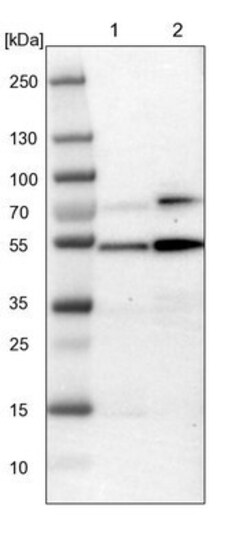 PRAK Antibody, Novus Biologicals:Antibodies:Primary Antibodies
