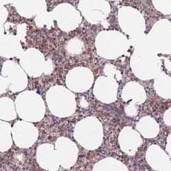 PRAM1 Antibody, Novus Biologicals 0.1mL; Unlabeled:Antibodies, Polyclonal