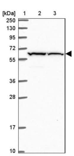 PRAM1 Antibody, Novus Biologicals 0.1mL; Unlabeled:Antibodies, Polyclonal