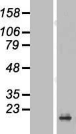 Novus Biologicals&trade;&nbsp;PRAP1 Overexpression Lysate