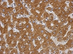 PRAS40 Antibody, Novus Biologicals 0.1mL; Unlabeled:Antibodies, Polyclonal