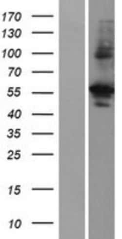 Novus Biologicals&trade;&nbsp;PRAS40 Overexpression Lysate