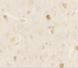 PRAS40 Antibody - BSA Free, Novus Biologicals 0.025 mg, Unlabeled:Antibodies,