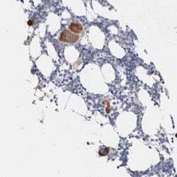 PRAT4B/CNPY4 Antibody, Novus Biologicals 0.1mL; Unlabeled:Antibodies, Polyclonal