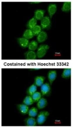 PRC1 Antibody, Novus Biologicals 0.1mL; Unlabeled:Antibodies, Polyclonal