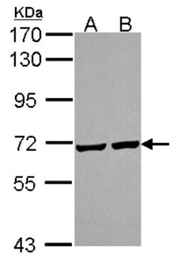 PRC1 Antibody, Novus Biologicals 0.1mL; Unlabeled:Antibodies, Polyclonal