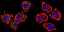 PRC1 Antibody (16F2), Novus Biologicals 0.1mg; Unlabeled:Antibodies, Monoclonal