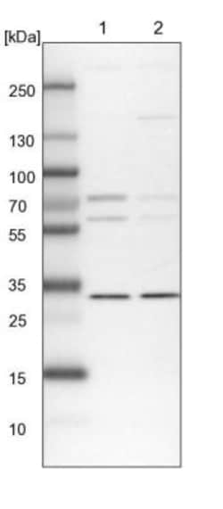PRC1 Antibody, Novus Biologicals 25 &mu;L; Unlabeled:Antibodies, Polyclonal
