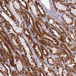 PRDM12 Antibody, Novus Biologicals 0.1mL; Unlabeled:Antibodies, Polyclonal