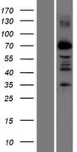 Novus Biologicals&trade;&nbsp;PRDM13 Overexpression Lysate