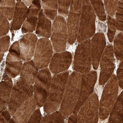 GTPBP2 Antibody, Novus Biologicals:Antibodies:Primary Antibodies