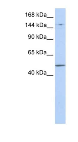 PRDM15 Antibody, Novus Biologicals 100&mu;L; Unlabeled:Antibodies, Polyclonal