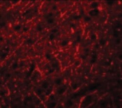 PRDM16/MEL1 Antibody - BSA Free, Novus Biologicals 0.05mg; Unlabeled:Antibodies,