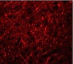 PRDM16/MEL1 Antibody - BSA Free, Novus Biologicals 0.025 mg, Unconjugated:Antibodies,