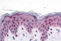 PRDM16/MEL1 Antibody - BSA Free, Novus Biologicals 0.05mg; Unlabeled:Antibodies,