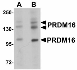 PRDM16/MEL1 Antibody - BSA Free, Novus Biologicals 0.05mg; Unlabeled:Antibodies,