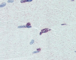 PRDM9 Antibody, Novus Biologicals 0.05mg; Unlabeled:Antibodies, Polyclonal