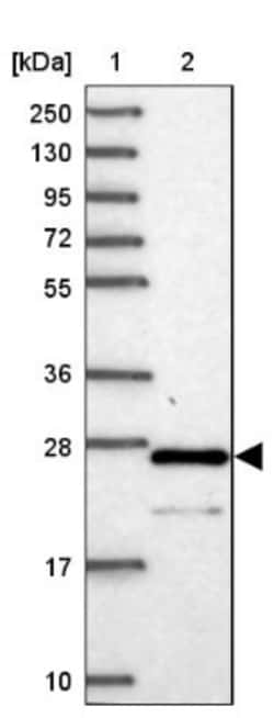 PRED31 Antibody, Novus Biologicals:Antibodies:Primary Antibodies