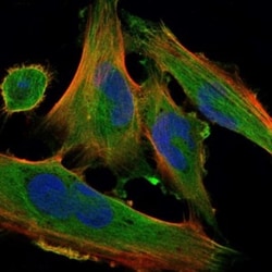 Pref-1/DLK1/FA1 Antibody (3A10), Novus Biologicals:Antibodies:Primary Antibodies