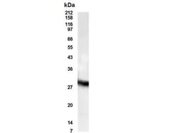 Presenilin-1 Antibody - BSA Free, Novus Biologicals:Antibodies:Primary