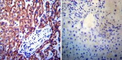 Presenilin-1 Antibody (APS 11), Novus Biologicals 0.2mg; Unlabeled:Antibodies,
