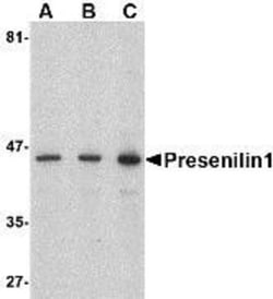 Presenilin-1 Antibody - BSA Free, Novus Biologicals 0.1mg; Unlabeled:Antibodies,