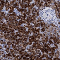 PRG-3 Antibody, Novus Biologicals:Antibodies:Primary Antibodies