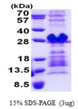 Novus Biologicals&trade;&nbsp;Recombinant Human PRH1 His Protein