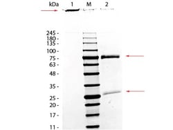 Monkey IgM, Isotype Control, Novus Biologicals 0.25mg; Unlabeled:Antibodies