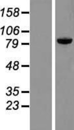 Novus Biologicals&trade;&nbsp;PRKRIR Overexpression Lysate