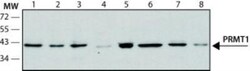 PRMT1 Antibody (PRMT1-171) - BSA Free, Novus Biologicals 0.05mL; Unlabeled:Antibodies,