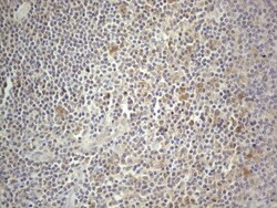 PRMT5 Antibody (OTI2H3), Novus Biologicals 0.1mL; Unlabeled:Antibodies,