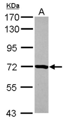PRMT5 Antibody, Novus Biologicals 0.1mL; Unlabeled:Antibodies, Polyclonal