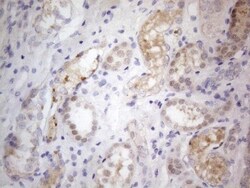 PRMT5 Antibody (OTI2H3), Novus Biologicals 0.1mL; Unlabeled:Antibodies,