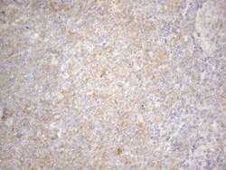 PRMT5 Antibody (OTI2H3), Novus Biologicals 0.1mL; Unlabeled:Antibodies,