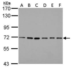 PRMT5 Antibody (3610), Novus Biologicals 0.1 mL | Buy Online | Novus Biologicals | Fisher Scientific