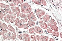 Atrial Natriuretic Peptide/ANP Antibody, Novus Biologicals 0.1mg; Unlabeled:Antibodies,