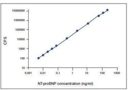 NT-proBNP Antibody (13G12cc), Novus Biologicals 0.2mg; Unlabeled:Antibodies,