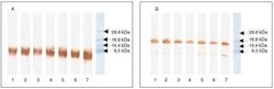 BNP Antibody (50E1cc), Novus Biologicals 0.2mg; Unlabeled:Antibodies, Monoclonal