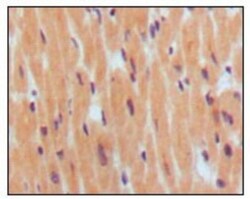 BNP Antibody (8D5B4C11), Novus Biologicals 0.1mL; Unlabeled:Antibodies,