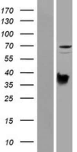 Novus Biologicals&trade;&nbsp;PRODH Overexpression Lysate