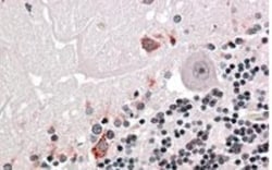 PRODH Antibody, Novus Biologicals 0.1mg; Unlabeled:Antibodies, Polyclonal