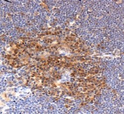 Profilin 1 Antibody - BSA Free, Novus Biologicals 0.025mL; Unlabeled:Antibodies,