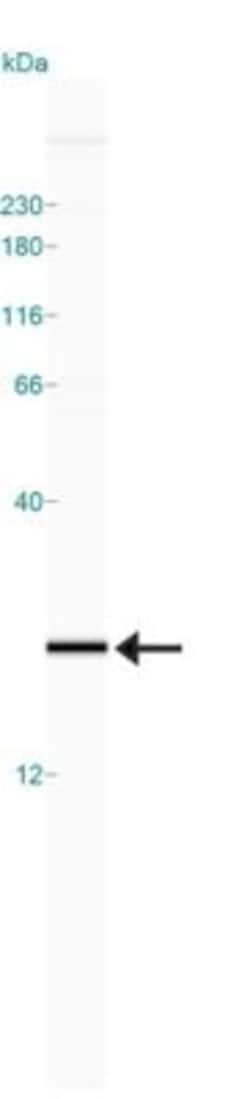 Profilin 1 Antibody - BSA Free, Novus Biologicals 0.025mL; Unlabeled:Antibodies,