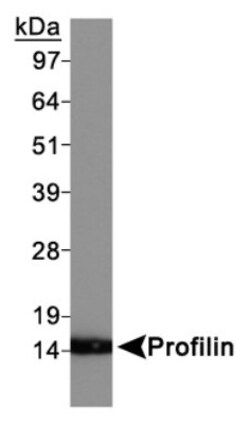 Profilin 1 Antibody - BSA Free, Novus Biologicals 0.025mL; Unlabeled:Antibodies,