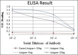 Prohibitin Antibody (5H7), Novus Biologicals:Antibodies:Primary Antibodies