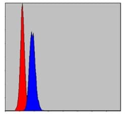 Prohibitin Antibody (5H7), Novus Biologicals:Antibodies:Primary Antibodies