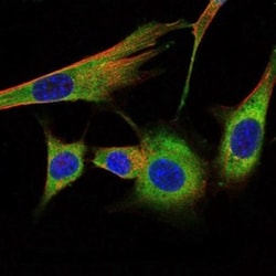 Prohibitin Antibody (5H7), Novus Biologicals:Antibodies:Primary Antibodies