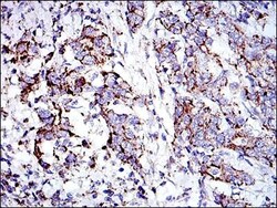 Prohibitin Antibody (5H7), Novus Biologicals:Antibodies:Primary Antibodies