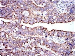 Prohibitin Antibody (5H7), Novus Biologicals:Antibodies:Primary Antibodies